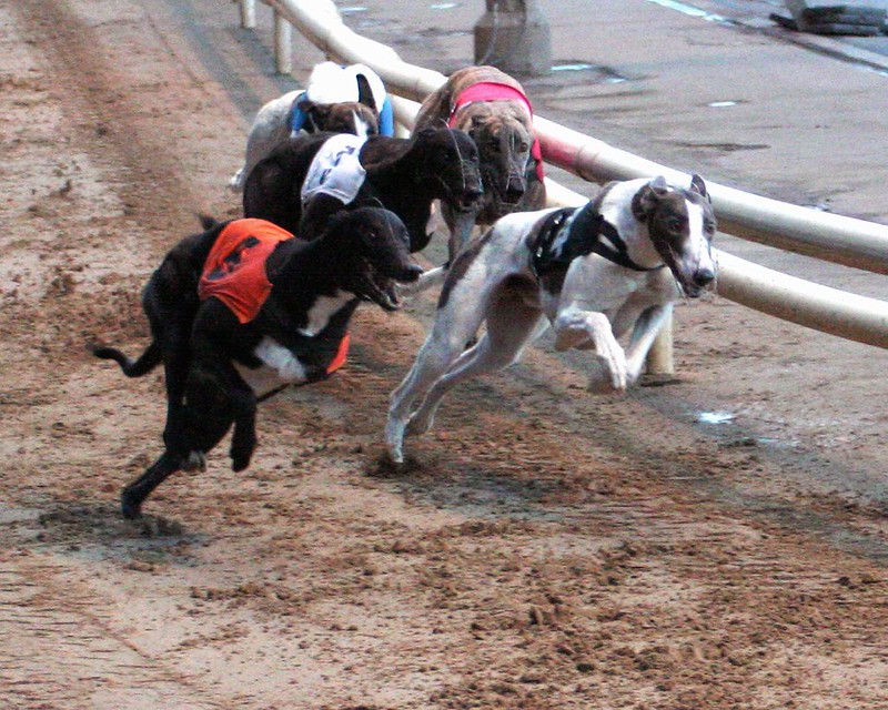 Greyhound Racing Action Shot